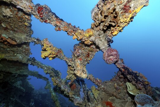 Various sponges encrusting frames over engine room, tugboat, wreck, shipwreck, Virgen de Altagracia, Caribbean Sea near Playa St. Lucia, Camag&uuml;ey Province, Caribbean, Cuba