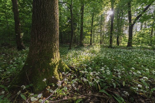 Mixed deciduous forest in spring, flowering Ramsons (Allium ursinum) on forest floor, Perlacher Forst, Bavaria, Germany