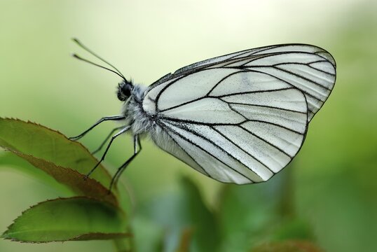Black-veined White Butterfly (Aporia crataegi) perched on a leaf