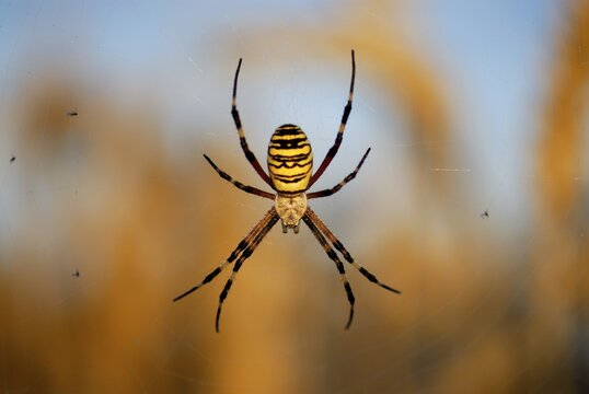 Wasp spider (Argiope bruennichi) in spiderweb