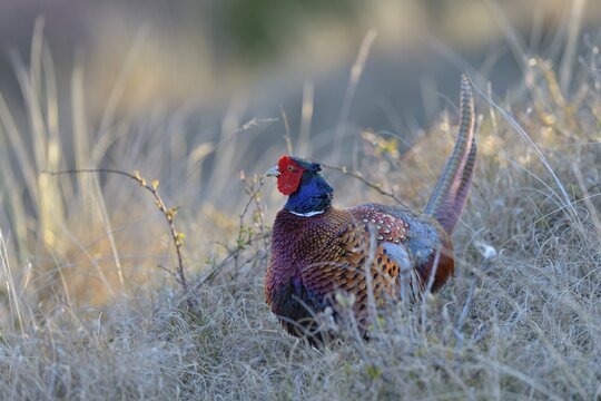 Common Pheasant (Phasianus colchicus), cock displaying in marram grass, Dunes of Texel National Park, Texel, West Frisian Islands, Province of North Holland, Netherlands