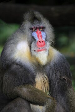 Mandrill (Mandrillus sphinx), adult, male, portrait, captive, native to Africa