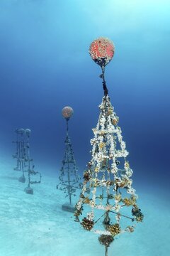 Coral breeding of stony corals (Scleractinia) on metal frame, shoal of different Damselfish (Pomacentridae), house reef Summer Island, Indian Ocean, North Mal&eacute; Atoll, Maldives