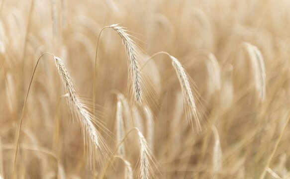 Ears of corn, wheat field, traditional agricultural cultivation, open-air museum Dom&auml;ne Dahlem, Berlin, Germany