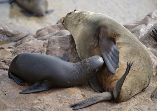 Brown Fur Seals (Arctocephalus pusillus), suckling, on Cape Cross, Namibia, Africa