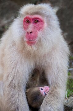 Japanese macaque (Macaca fuscata), mother keeps protective young animal, animal baby, animal portrait, wildlife, Yamanouchi, Nagano Prefecture, Honshu Island, Japan