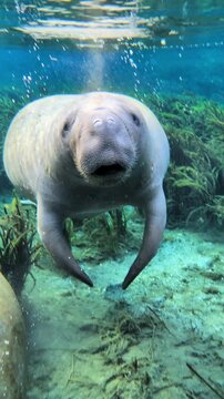 Manatee exhaling underwater, silt plume rising in clear water, calm behavior in Silver Springs Florida