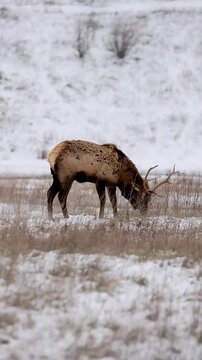 Young bull elk pawing through snow for food, calm winter wildlife scene