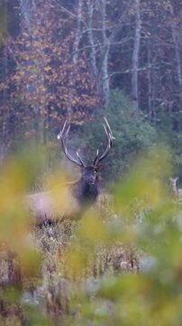 Bull elk breathing in cold air with visible breath, calm wildlife scene in natural habitat autumn rut