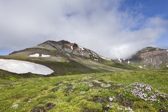 Moss campion, cushion pink (Silene acaulis), Hvitserkur mountain at the back, consists of layers of ignimbrite from intrusions of basalt, F946, Bakkager&eth;i, Iceland, Europe