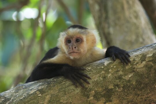 White-headed capuchin (Cebus capucinus), Manuel Antonio National Park, Puntarenas Province, Costa Rica