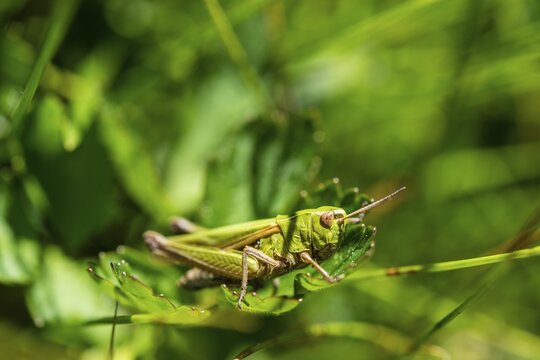 Meadow Grasshopper (Chorthippus parallelus) in the grass
