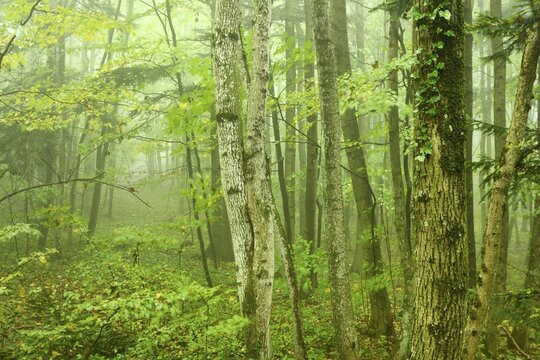 Deciduous forest in fog, Arnstein, Lower Austria, Austria, Europe