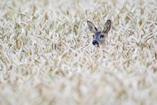 European roe deer (Capreolus capreolus) in corn field, Emsland, Lower Saxony, Germany