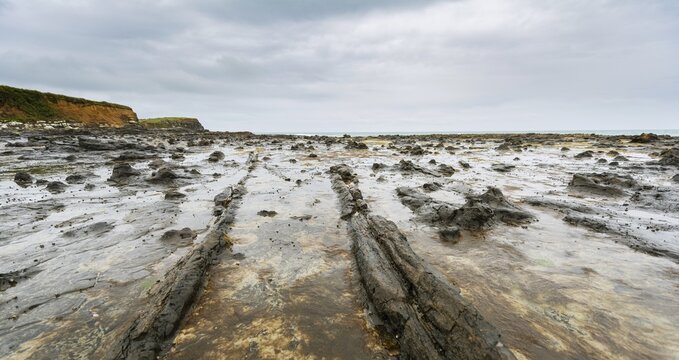 Petrified tree stumps, Petrified Forest, Curio Bay, Southland Region, Southland, New Zealand, Oceania