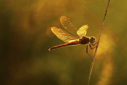 Spotted darter (Sympetrum depressiusculum), female, Nature Reserve Reussspitz, Canton of Zug, Switzerland