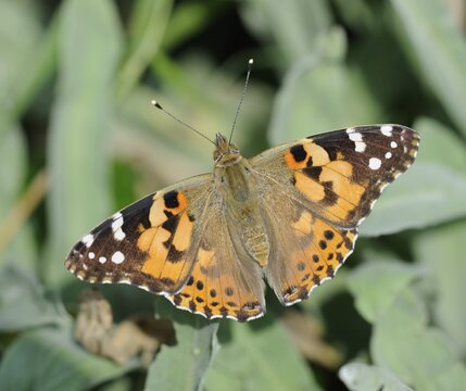 Painted Lady (Vanessa cardui)