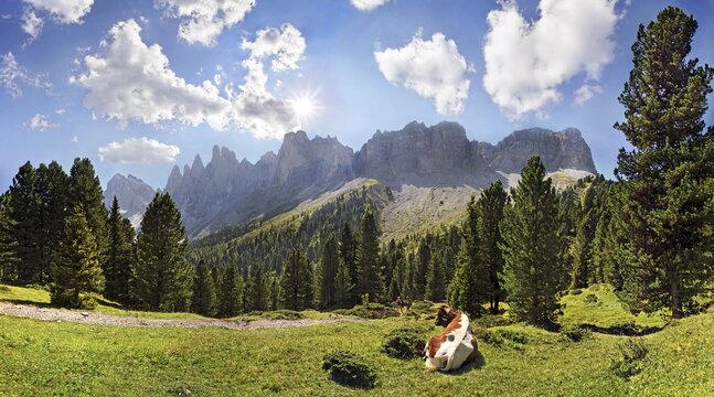 Cow on a mountain pasture with a mountain forest, view of the Geisler Group, Villnoess Valley, Dolomites, South Tyrol, Italy, Europe