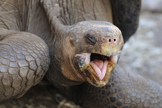 Head portrait of a Galapagos Giant Tortoise (Geochelone elephantopus), Galapagos, Ecuador, South America