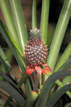 Pineapple (Ananas comosus), fruit with plant, Nosy Komba, Madagascar