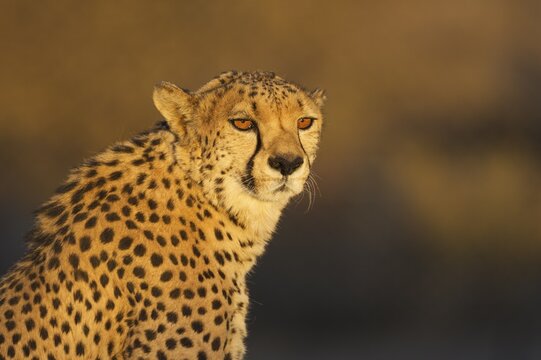 Cheetah (Acinonyx jubatus), male, animal portrait, in the evening light, captive, Namibia