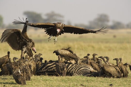 Lappet-faced Vulture (Torgos tracheliotus), the two large Lappet-faced Vultures at the carcass of a Burchell's Zebra (Equus quagga burchelli) and White-backed Vultures (Gyps africanus), Chobe National Park, Botswana