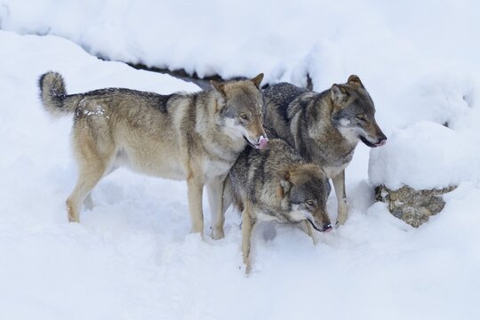 European Wolves (Canis lupus) in the snow, Goldau Animal Park, Canton of Schwyz, Switzerland