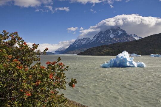 Chilean Firebush (Embothrium Coccineum), iceberg and Torres del Paine Grande peaks from Logo Grey, Torres del Paine National Park, Patagonia, Chile, South America