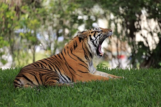 Sumatra tiger (Panthera tigris sumatrae) lying in meadow, adult male yawning, occurrences in Sumatra, Asia, captive