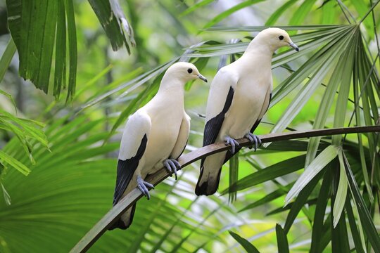 Pied Imperial Pigeons (Ducula bicolor), adult couple sits in tree, captive, occurence Australia