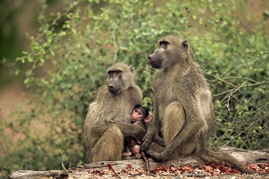 Chacma baboon (Papio ursinus), two old animals with young animal, Kruger National Park, South Africa