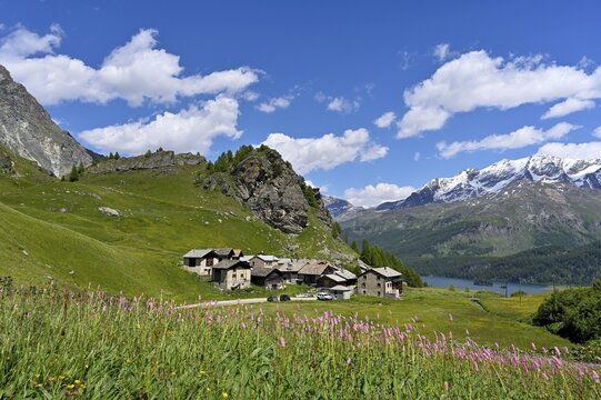 Meadow with flowering Meadow bistort (Bistorta officinalis) idyllic mountain village, film set from the feature film Heidi, in the back Piz Corvatsch, Grevasalvas, Upper Engadine, Canton Graub&uuml;nden, Switzerland