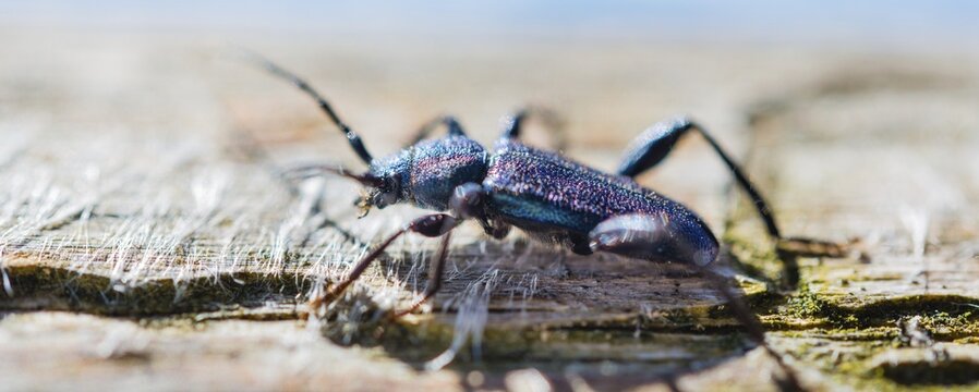 Violet Tanbark Beetle (Callidium violaceum)