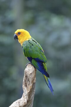 Jandaya Parakeet (Aratinga jandaya) perched on a branch, Brazil