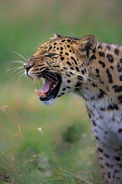Amur Leopard (Panthera pardus orientalis), adult, snarling, native to Asia, captive, England, United Kingdom