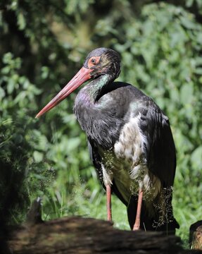Black Stork (Ciconia nigra), Nationalpark Bayrischer Wald National Park Bavarian Forest, Bavaria, Germany, Europe