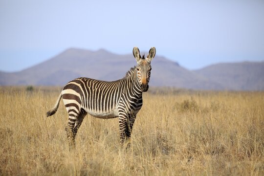 Cape mountain zebra (Equus zebra zebra), adult, in dry landscape, Mountain Zebra National Park, Eastern Cape, South Africa