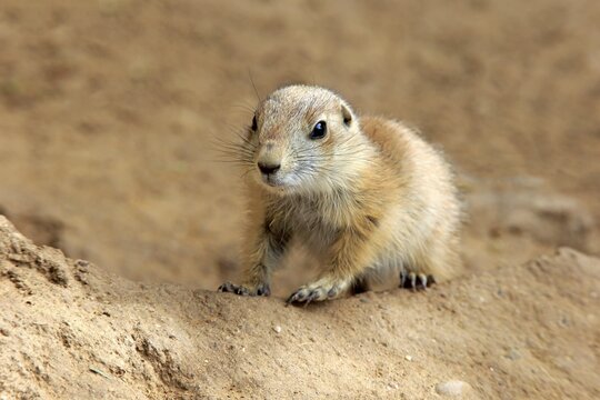 Black-tailed Prairie dog (Cynomys ludovicianus), young animal at burrow, Occurrence North America