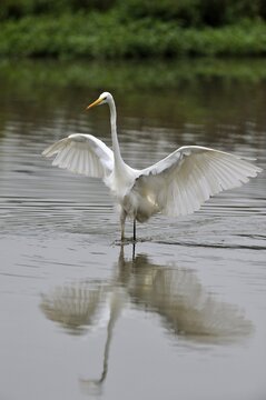 Great Egret (Casmerodius albus), flushing out small fish, Rottenschwil, Switzerland, Europe