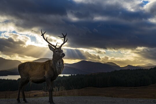 Red deer (Cervus elaphus) backlit, Glen Coe, Fort William, Highlands, Scotland, United Kingdom