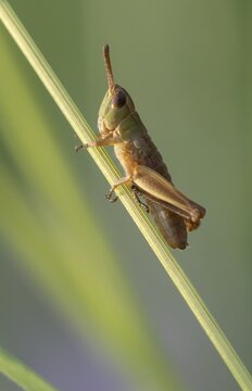 Meadow grasshopper ( Chorthippus parallelus) on a blade of grass, Perlacher Forst, Upper Bavaria, Bavaria, Germany