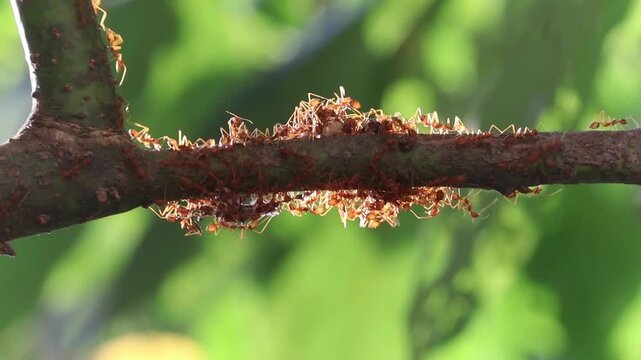 red ants enjoy food.