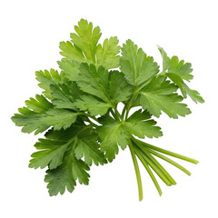 Fototapeta premium Fresh green parsley bunch isolated on transparent background