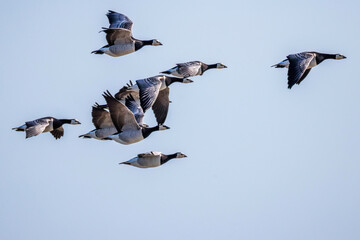 Weißwangengans (Branta leucopsis) © Rolf Müller