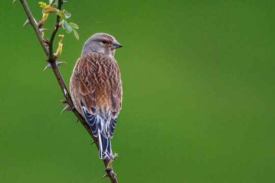 H&auml;nfling (Carduelis cannabina) Weibchen