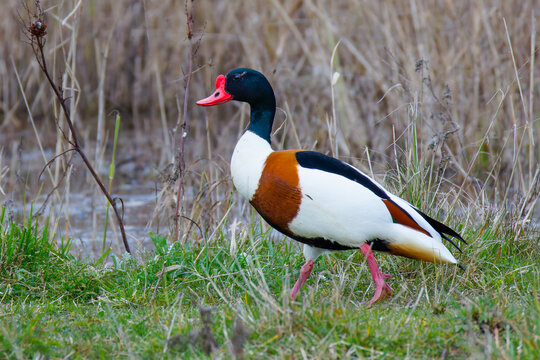Brandgans (Tadorna tadorna)