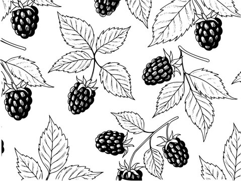 Black and white line pattern of ripe blackberries branches with leaves blackberry