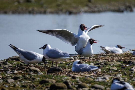 Lachm&ouml;wen (Larus ridibundus) bei der Paarung