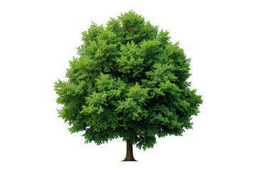 Fototapeta premium Green tree with lush foliage isolated, growing nature and environment concept on transparent background