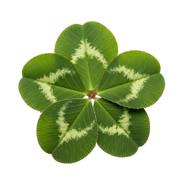 Four leaf clover, luck and fortune in a garden for good luck charm, Irish symbol and St. Patrick s Day with vibrant green leaves showcasing unique patterns against black background. Symbolism